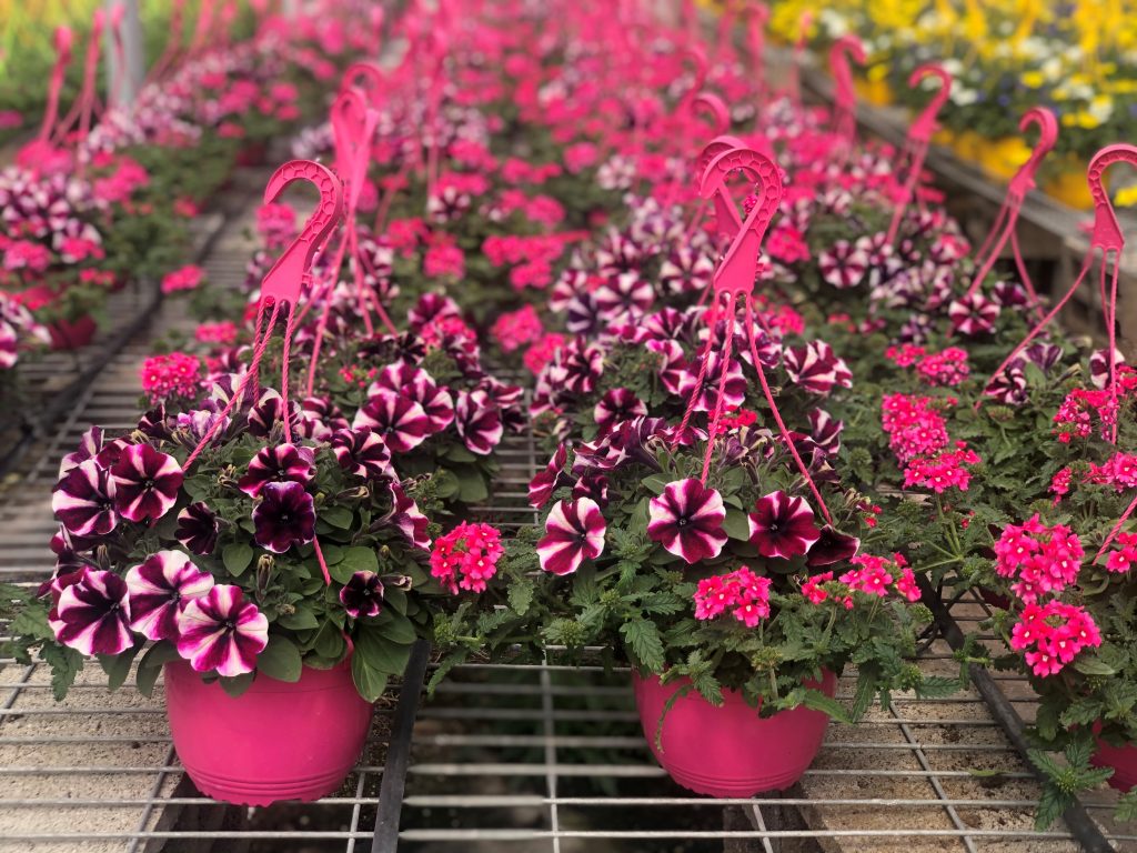 לוע הארי גבוה | Antirrhinum majus | מימון שתילי איכות