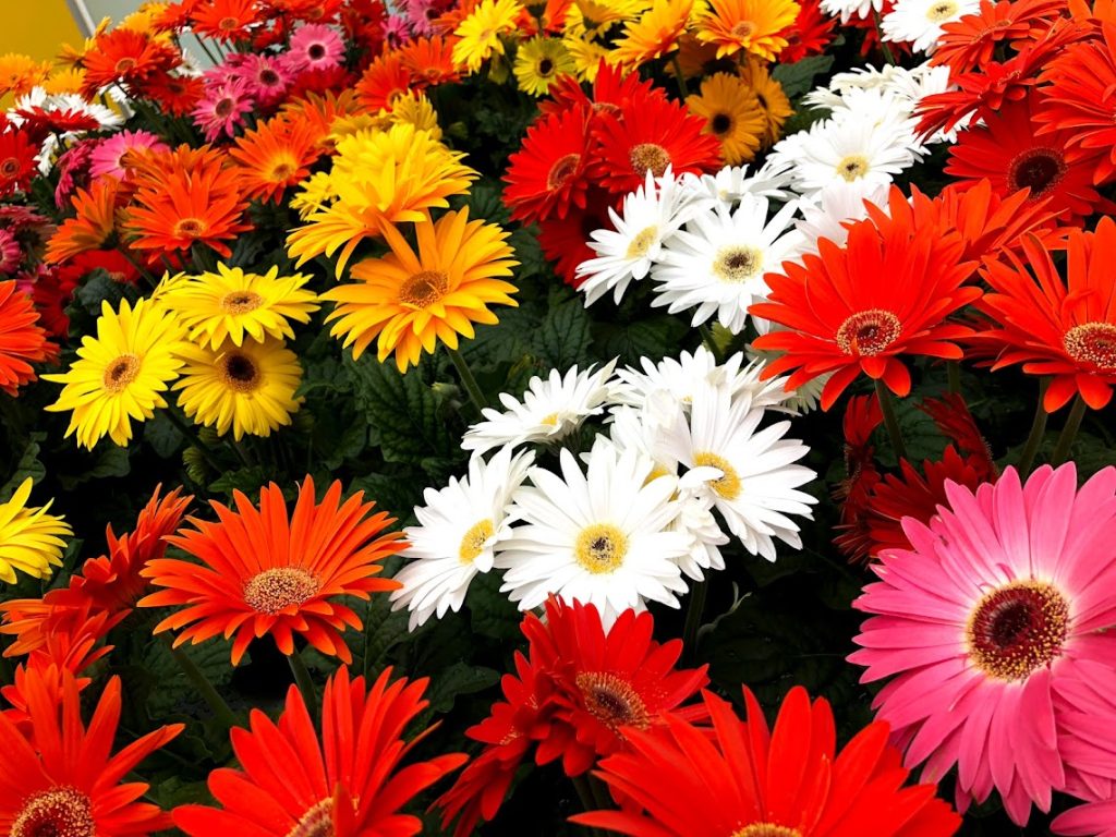 גרברה | Gerbera jamesonii | מימון שתילי איכות